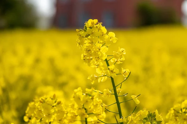 Ένα Κίτρινο Φυτό Κράμβης Βρίσκεται Ένα Κίτρινο Πεδίο Βιασμού — Φωτογραφία Αρχείου