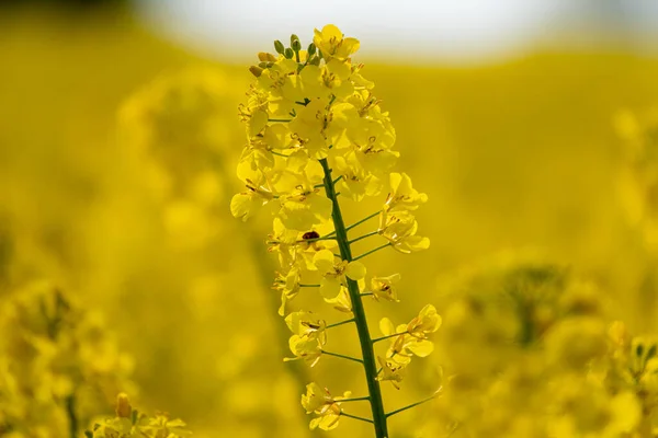 Ένα Κίτρινο Φυτό Κράμβης Βρίσκεται Ένα Κίτρινο Πεδίο Βιασμού — Φωτογραφία Αρχείου