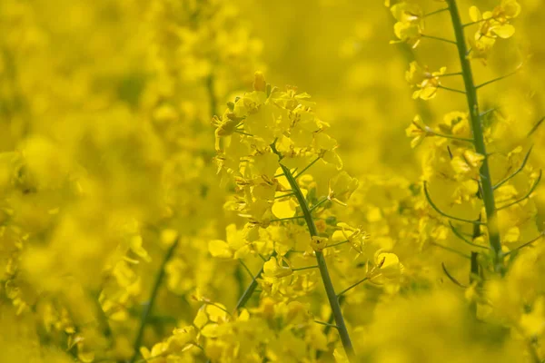 黄色的油菜生长在黄色的油菜地里 — 图库照片