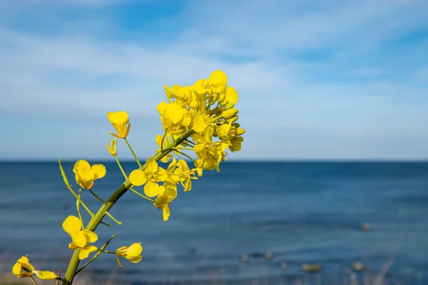 Uma Planta Colza Amarela Fica Campo Estupro Amarelo Fundo Mar — Fotografia de Stock