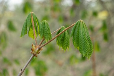 Kestanenin genç yaprakları baharda bir dalda büyür.