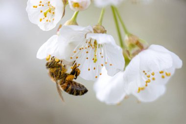 Bir bal arısı baharda beyaz kiraz çiçeklerinin nektarını toplar.