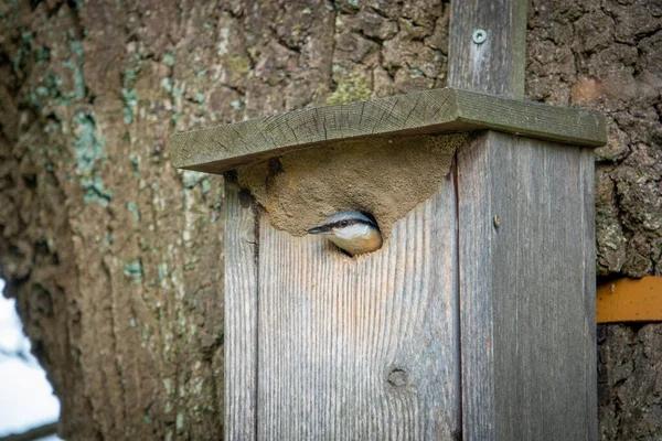 Nuthatch Está Sua Casa Pássaro Olha Volta — Fotografia de Stock