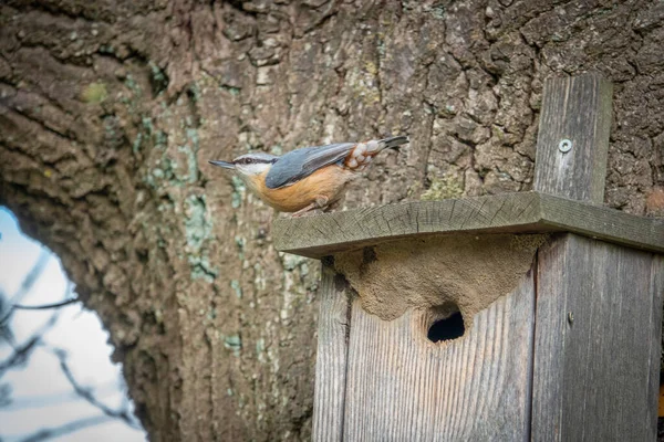 ヌーチは鳥の家にいて周りを見回しています — ストック写真