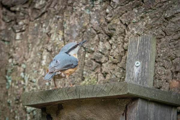 Der Kleiber Steht Seinem Vogelhaus Und Schaut Sich — Stockfoto