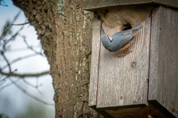 Nuthatch His Bird House Looks — Stock Photo, Image