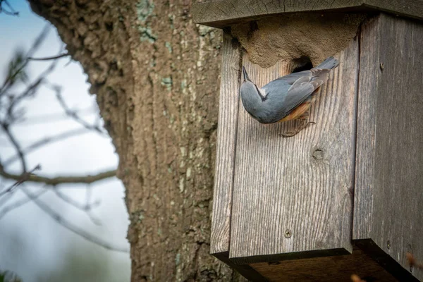 Nuthatch Jeho Ptačí Budce Rozhlíží Kolem — Stock fotografie