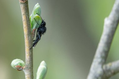 Siyah bir hırsız sineği yeşil bir dala binmiş.