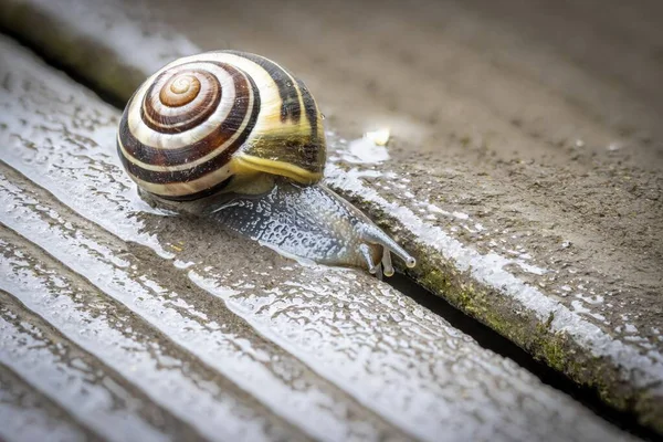 雨の後森のナメクジが木の板の上を這う — ストック写真