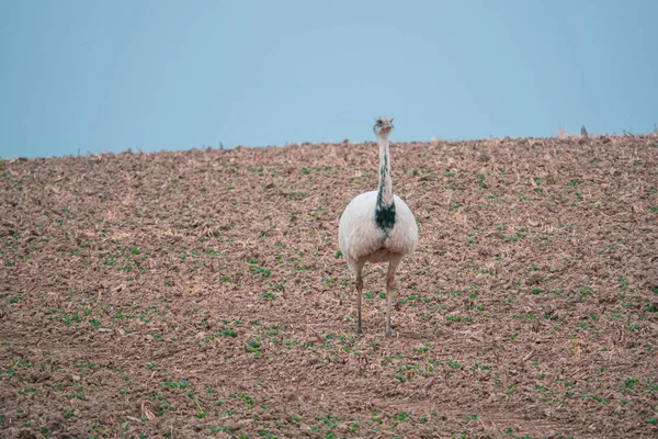 Nandu Branco Está Com Outro Nandus Campo Busca Comida — Fotografia de Stock