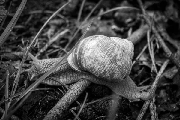 Grande Caracol Romano Rasteja Através Chão Floresta Úmida — Fotografia de Stock