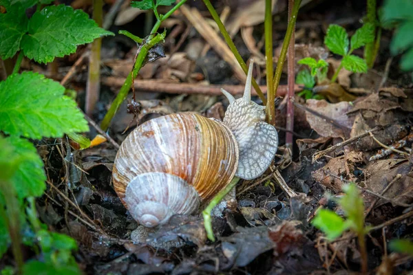 Large Roman Snail Crawls Damp Forest Floor — Stock Photo, Image