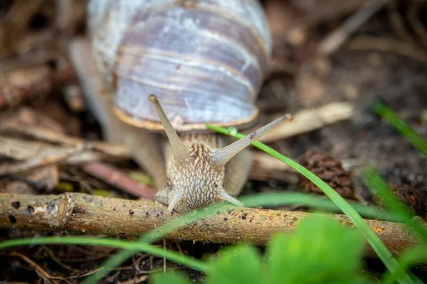 Large Roman Snail Crawls Damp Forest Floor — Stock Photo, Image