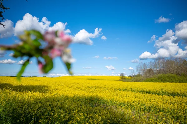 Een Roze Appel Bloesem Voor Een Gele Verkrachting Veld Blauwe — Stockfoto