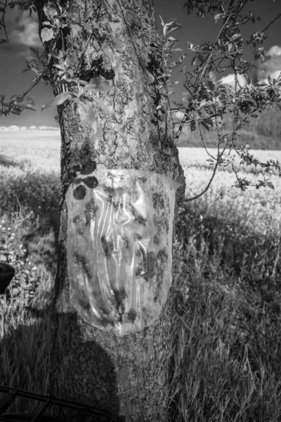 Damage Tree Trunk Covered Foil — Stock Photo, Image