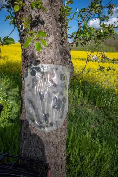 Повреждение Ствола Дерева Покрыто Фольгой — стоковое фото