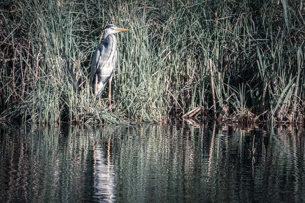 Egret Branco Grande Está Costa Lago — Fotografia de Stock