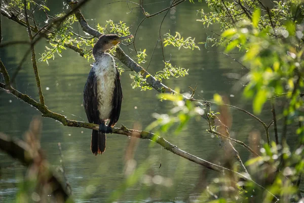 Corvo Marinho Senta Galho Perto Lago Início Manhã — Fotografia de Stock