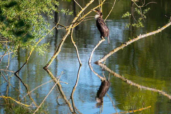 Cormorán Sienta Una Rama Junto Lago Por Mañana Temprano — Foto de Stock