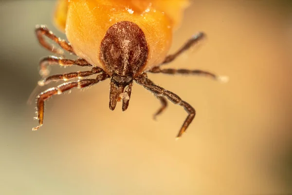 Primer Plano Una Garrapata Erizo Con Cuerpo Amarillo — Foto de Stock