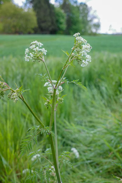 a yarrow plant stands at the edge of a green field