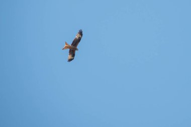 Kırmızı bir uçurtma avını aramak için mavi gökyüzünde uçar.