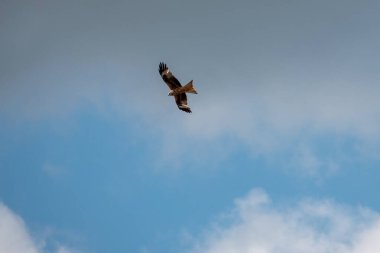 Kırmızı bir uçurtma avını aramak için mavi gökyüzünde uçar.