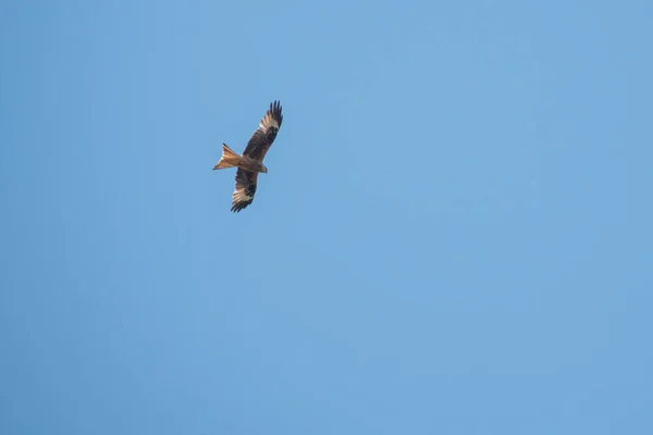 Ein Rotmilan Fliegt Blauen Himmel Auf Der Suche Nach Beute — Stockfoto