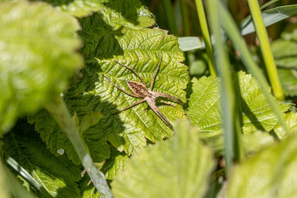 Una Araña Lista Marrón Acecha Una Hoja Para Presa — Foto de Stock