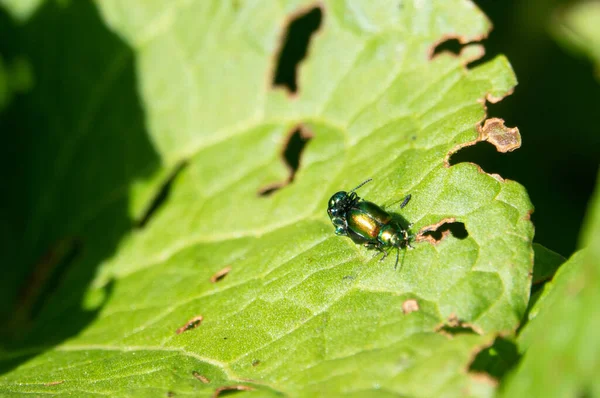 金属绿色 红色或也有蓝色闪光的船坞甲虫 雌性在交配季节与肿胀 黑色腹部 — 图库照片