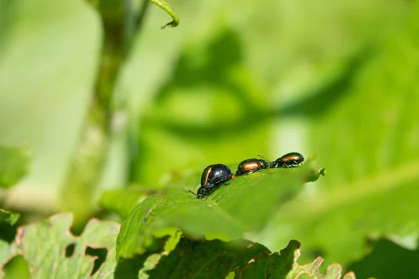 Metallic green, reddish or also bluish shining dock beetle, females at mating season with swollen, black abdomen