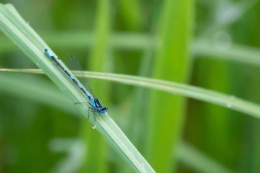  Mızrağın yakın çekiminde, yeşil sazlıkta oturan gök mavisi genç kız.