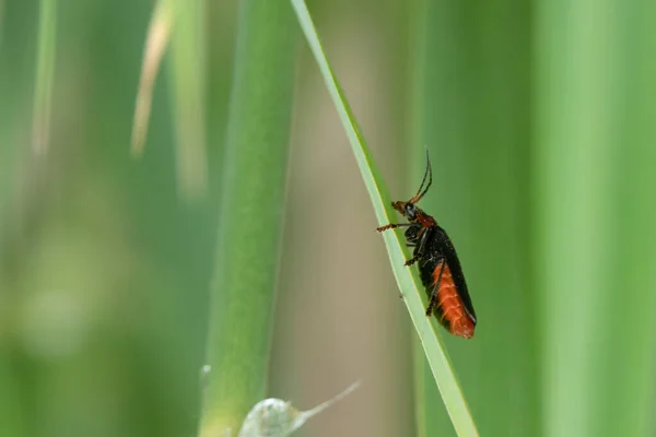 Escarabajo Soldado Cantharus Podabrus Tiene Cuerpos Rojos Sienta Una Caña — Foto de Stock