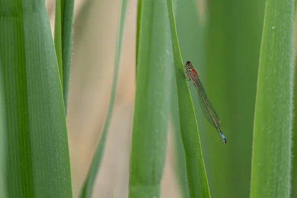 Close Uma Lança Azure Donzela Sentado Cana Verde — Fotografia de Stock