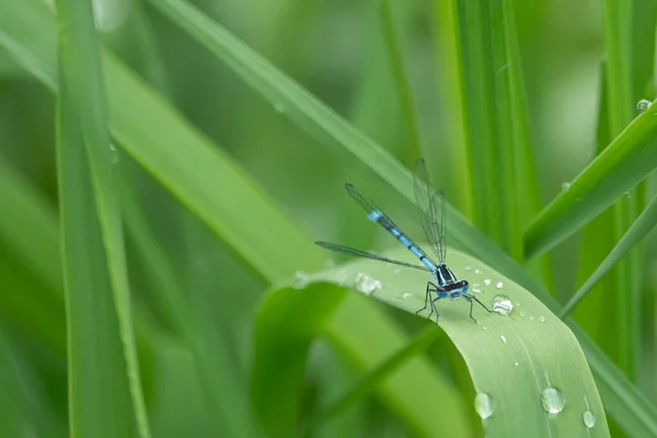 Close Uma Lança Azure Donzela Sentado Cana Verde — Fotografia de Stock