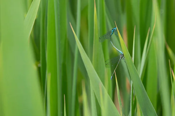 Two Spearhead Bluet Coenagrion Hastulatum Mating Green Reed — Stock Photo, Image