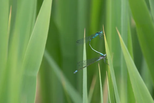 绿色芦苇中的两个矛头蓝鳍 Coenagrion Hastulatum — 图库照片