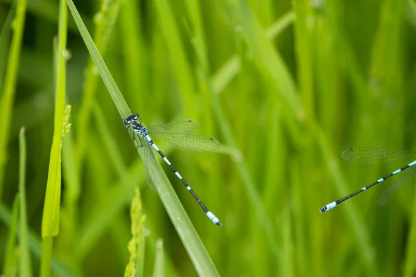 Close Spear Azure Maiden Sitting Green Reed — Stock Photo, Image