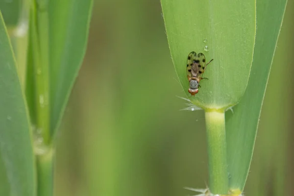 a small fly with dotted wings hangs from a green reed