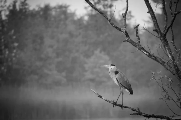 Great White Egret Stands Branch Lake — Stock Photo, Image