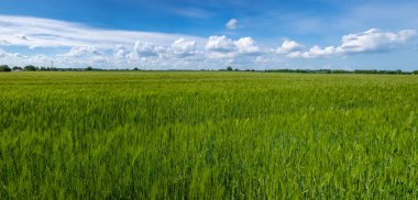 Baharda yeşil bir tahıl tarlasının panoramik görüntüsü ve gökyüzü mavi