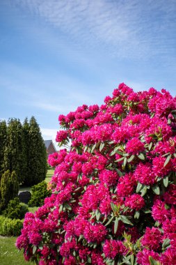 Bir mezarlıkta kırmızı çiçekli büyük bir rhododendron duruyor ve gökyüzü mavi.