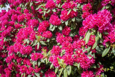 Bir mezarlıkta kırmızı çiçekli büyük bir rhododendron duruyor ve gökyüzü mavi.