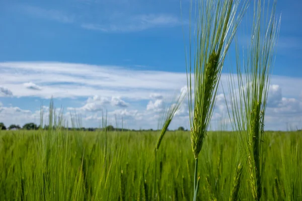 Зеленое Кукурузное Поле Весной Голубое Небо — стоковое фото
