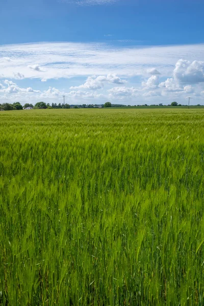 Зелене Кукурудзяне Поле Навесні Небо Блакитне — стокове фото