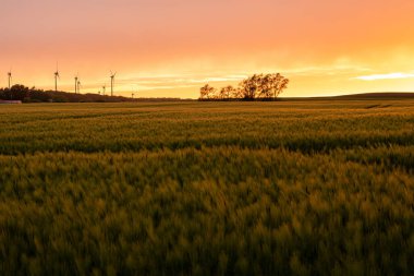 Bir mısır tarlasının üzerinde güneş mor bir gökyüzüyle batar.