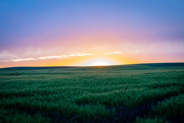 above a cornfield the sun sets with a purple sky