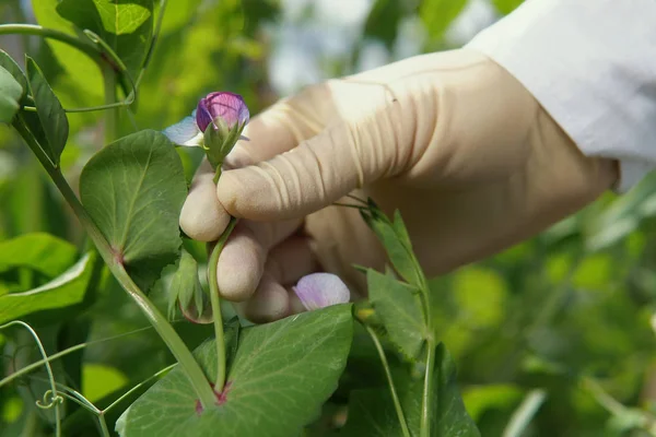 Scientist\'s hand in white glove holds purple flower pea.