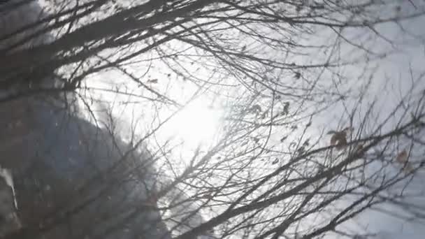 360 graden draaiend storend shot van de zon gezien door enkele kale bomen — Stockvideo