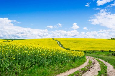 Köyde bahar sarısı tarlalar ve güzel gökyüzü